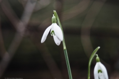 sneeuwklokje#(20240210) flora