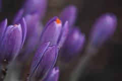 krokus#(20240210) flora
