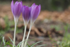 krokus#(20230211)a flora