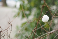 sneeuwbes#(20230211) flora