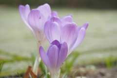 krokus#(20230211)b flora