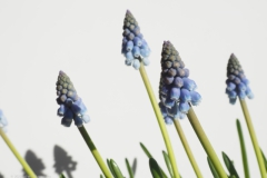 blauw druifje#(20220212) flora