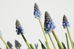 blauwe druifjes#(20220212) flora