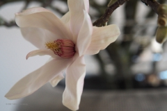 magnolia#(20210213)a flora