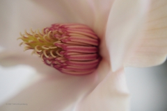 magnolia#(20210213)c flora