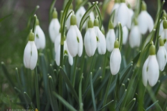 sneeuwklokje#(20230214) flora