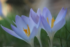 krokus#(20230214)b flora
