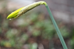narcis#(20240215) flora