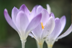 krokus#(20240215) flora