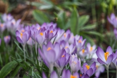 krokus#(20240215)a flora