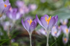 krokus#(20240215)b flora