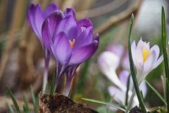 krokus#(20240215)c flora