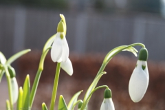 sneeuwklokje#(20250216) flora