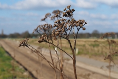 boerenwormkruid#(20250216) flora