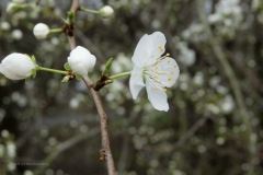 kerspruim#(20240217) flora