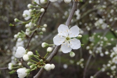 kerspruim#(20240217) flora