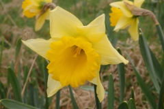 narcis#(20240217) flora