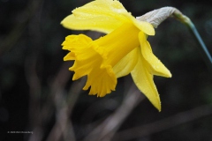 narcis#(20200220) flora