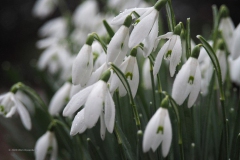 sneeuwklokje#(20200220) flora