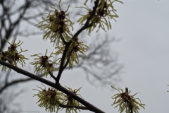 hazelaar#(20250220) flora
