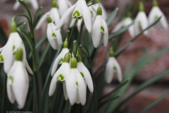 sneeuwklokje#(20230223) flora
