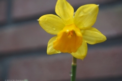 narcis#(20230223)b flora