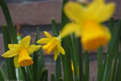 narcis#(20230223)a flora