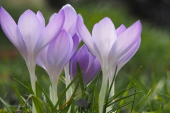 krokus#(20210223)a flora