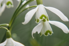 sneeuwklokje#(20210223)a flora