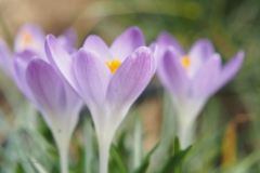 krokus#(20210223)b flora