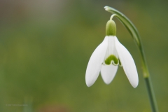 sneeuwklokje#(20210223)b flora