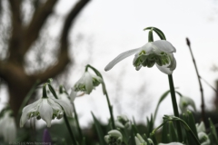 sneeuwklokje#(20250225)a flora