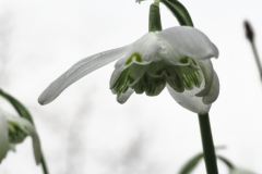 sneeuwklokje#(20250225)aa flora