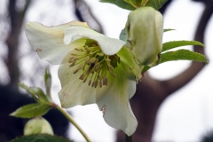 helleborus#(20250225) flora