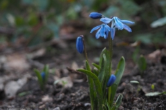 hyacint#(20230225) flora