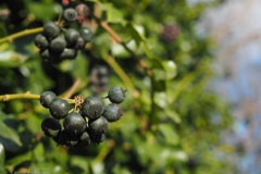 klimop#(20230225) flora