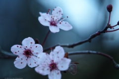 prunus#(20240226) flora