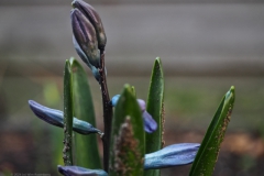 hyacint#(20240227) flora