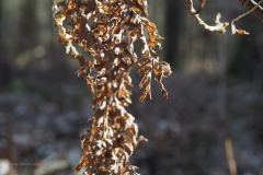 varen#(20210227) flora