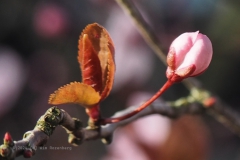 prunus#(20240227) flora