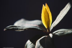 kamperfoelie#(20230228) flora