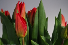 tulpen#(20250301) flora