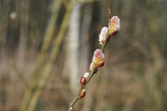 wilg#(20200303)b flora