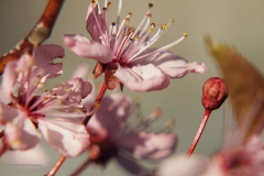 prunus#(20200304) flora