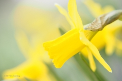 narcis#(20210306) flora