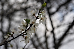 prunus#(20210306)a flora