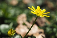 speenkruid#(20240308) flora