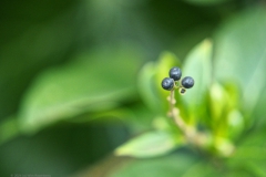 liguster#(20240308) flora