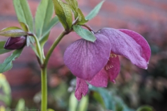 helleborus#(20250308) flora