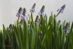 blauwe druifjes#(20210312)b flora
